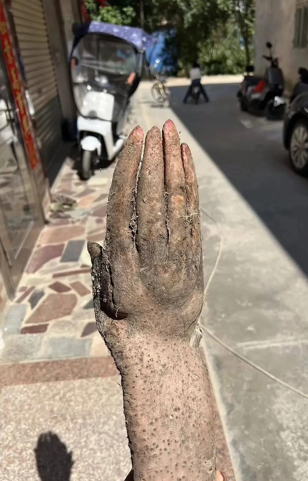 彻底解释不清了，广东揭阳，一位七旬老人在自家菜地挖淮山药准备煲汤，不料却意外挖出