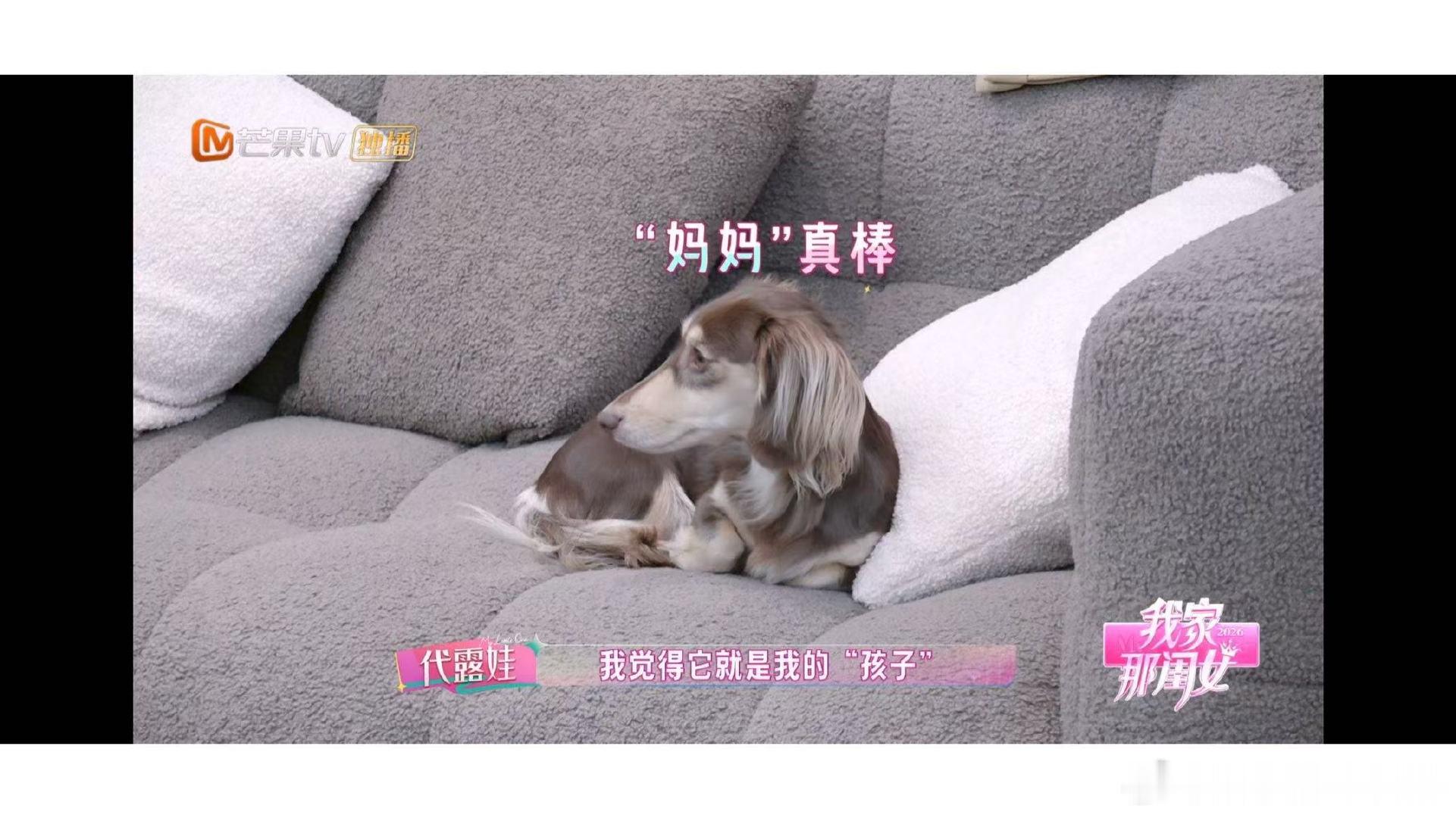 代露娃情绪稳定代露娃把宠物狗当孩子养嘻嘻是长毛腊肠犬，跟着她进组拍戏。对宠物容