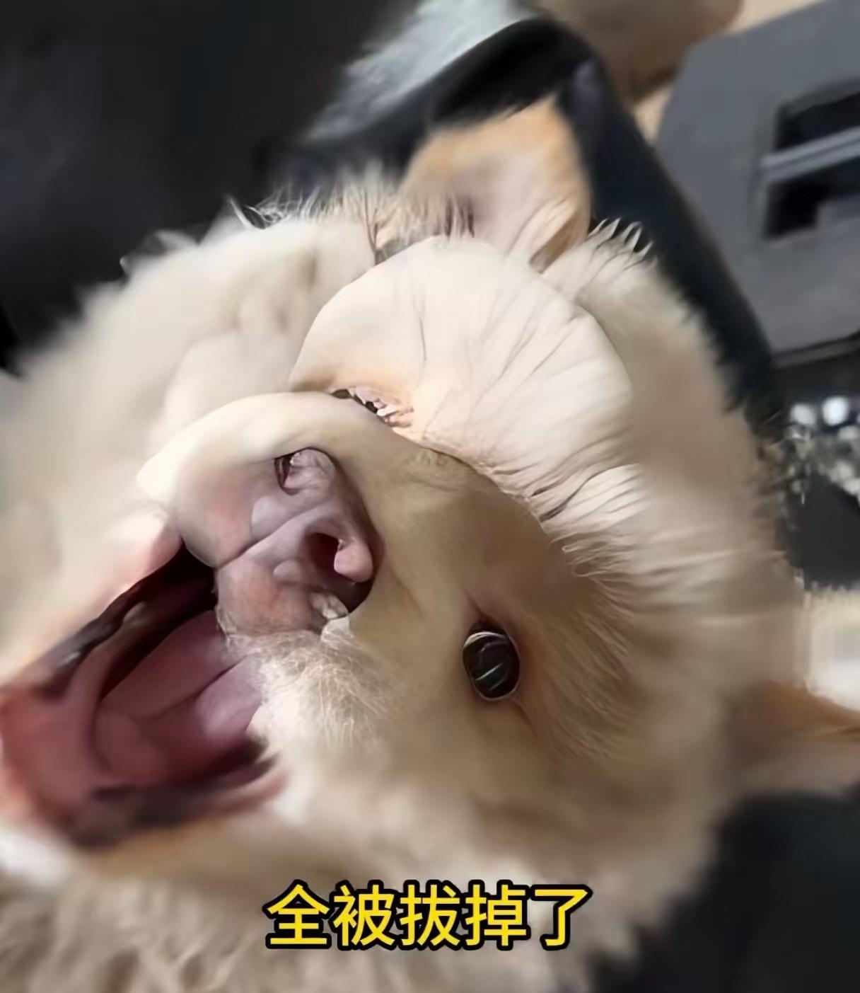 刚失去妈妈的小狗被人拔光了牙齿，一有人碰它就到底疯狂哀嚎。据​附​近居民回忆