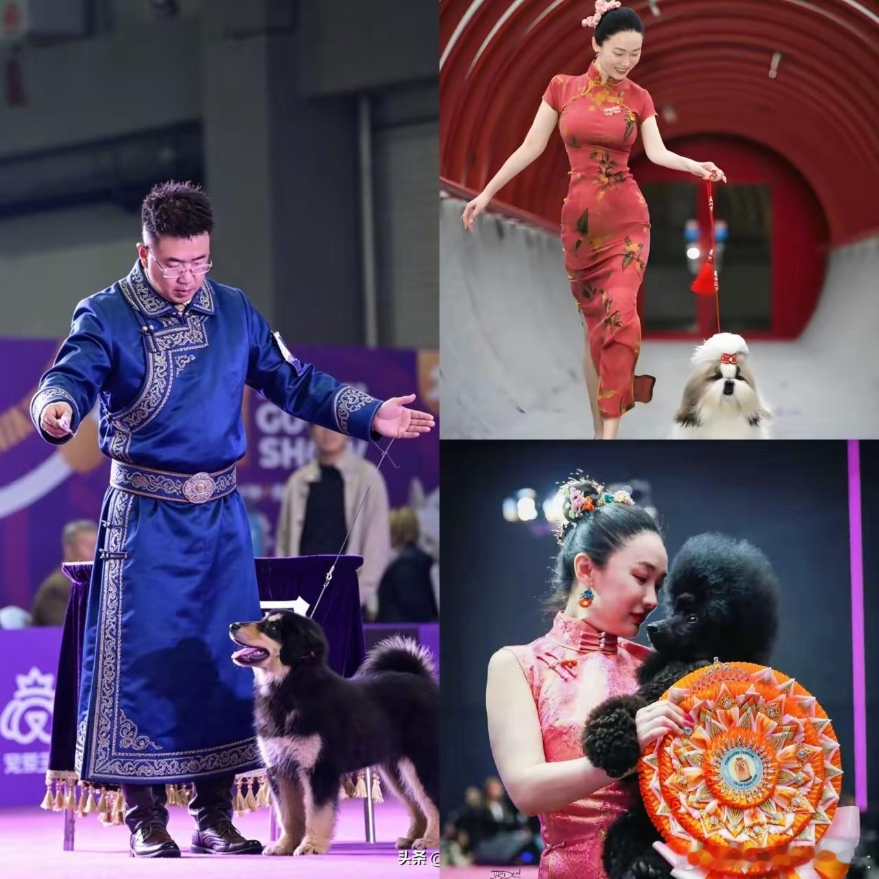 我问我养狗的朋友，太厉害了为什么霍思燕所有狗都能夺冠？我朋友白了我一眼说，你懂啥