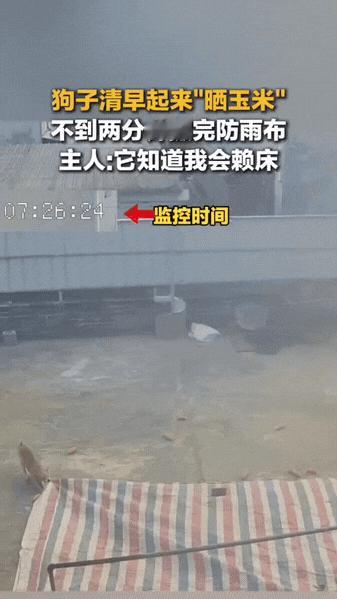 狗狗成精了！广西，狗狗知道主人早上有睡懒觉的习惯，于是勤快的它早早起来就把塑料布