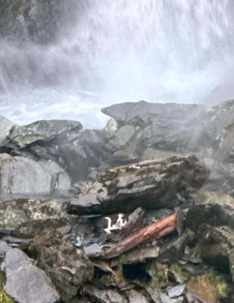 新西兰一只边境牧羊犬莫莉（Molly）与主人约翰斯顿（JessicaJohns