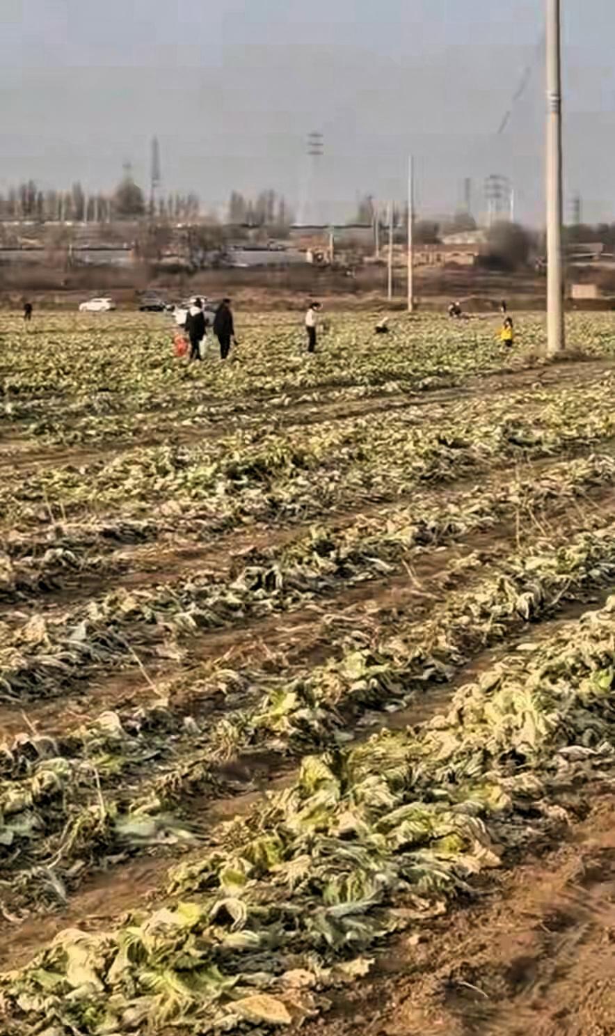看到“百亩白菜被哄抢”的五个字，先别急着骂群众素质低——最先动手的那群人，是被一