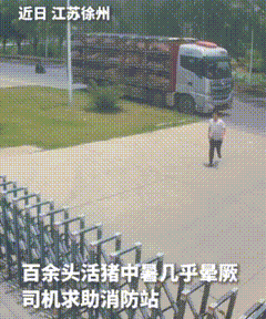 同志，“我的车上一百多头猪！全部中暑了！快不行了！”盛夏烈日直直地炙烤着大地