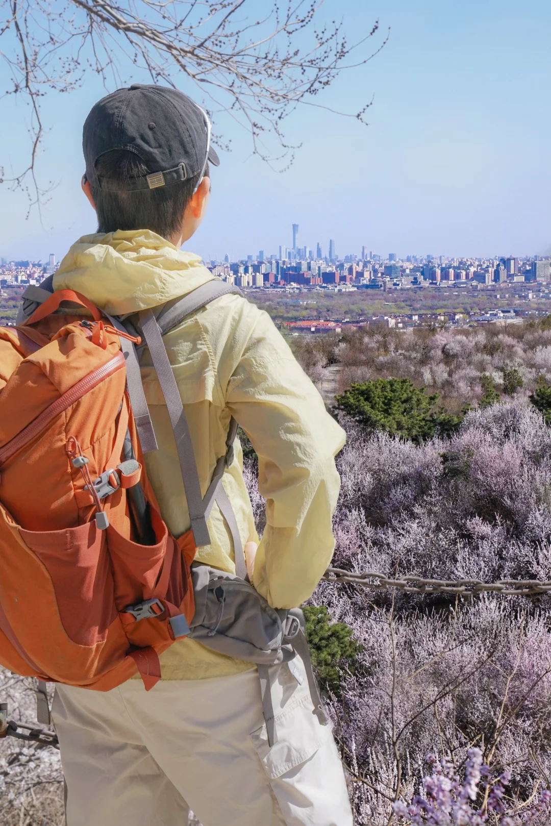 3.18实拍🌸百望山山桃花已经开满了（附路线）