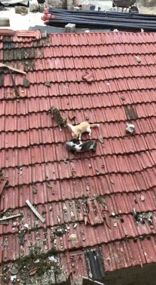 不好办了，现在这肉该怎么分？