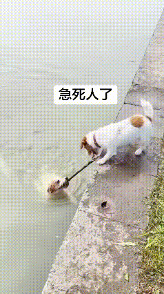 真的被两只小狗的友情感动破防！看完全程瞬间治愈所有疲惫，动物之间的纯粹情义，远比
