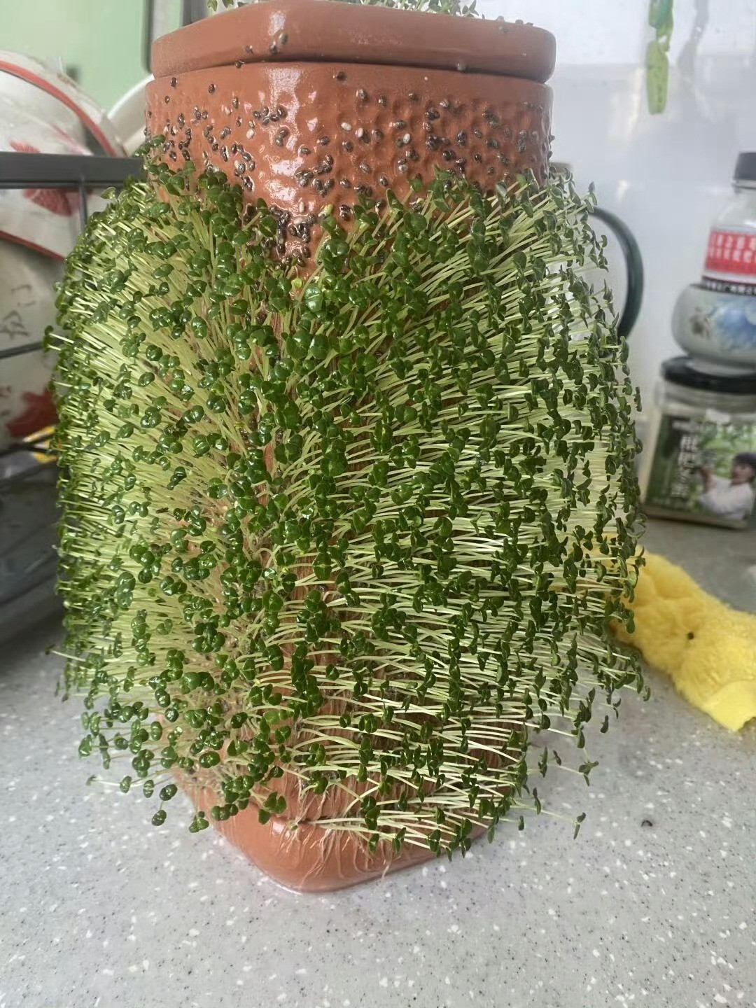奇亚籽也可以发芽呀​​​​