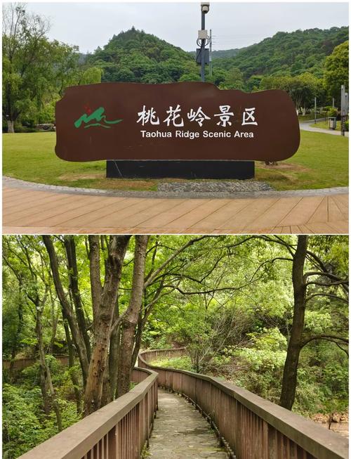 长沙周边，春季采野菜攻略！