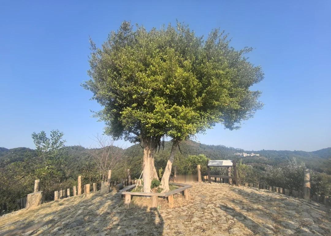 森林野营好时光-罗田森林公园跑了就友森林公园自然户外森林徒步周末亲近大自