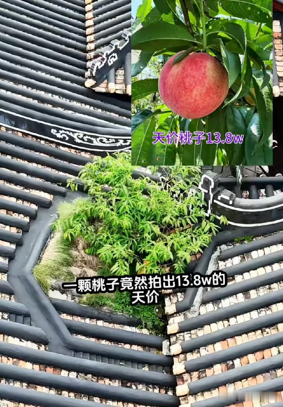如果你有十个亿，花13万买个桃子有什么伤心的