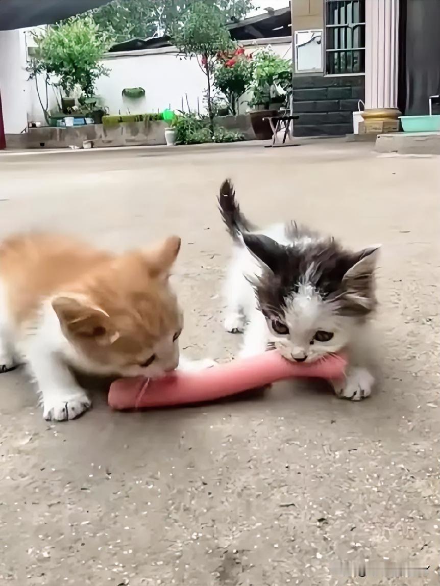 看：那两只小奶猫争抢香肠的模样，像极了生活中的我们！两只小猫为了一根香肠，你