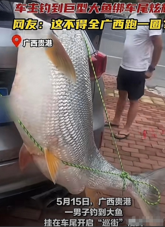 男人至死是少年！5月15日，广西贵港一位钓鱼佬钓到一条大鱼后，开启“巡街”仪