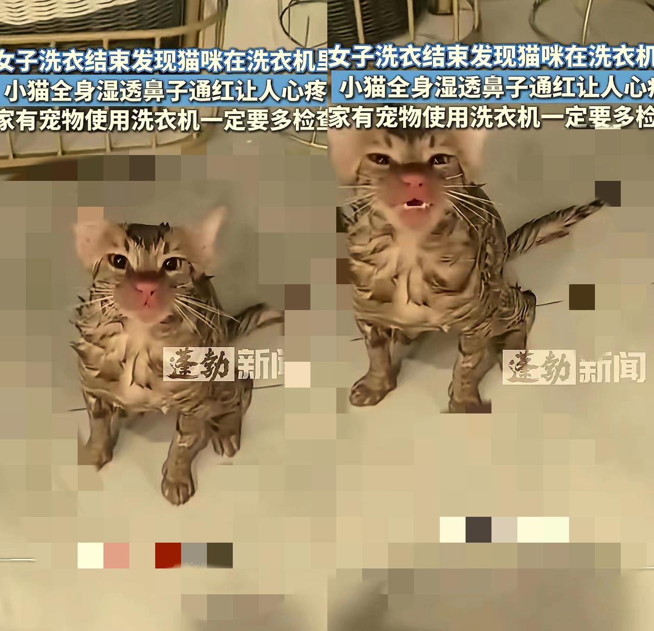 “真是命大！”江苏女子打开洗衣机的瞬间，浑身湿透的小猫晕乎乎