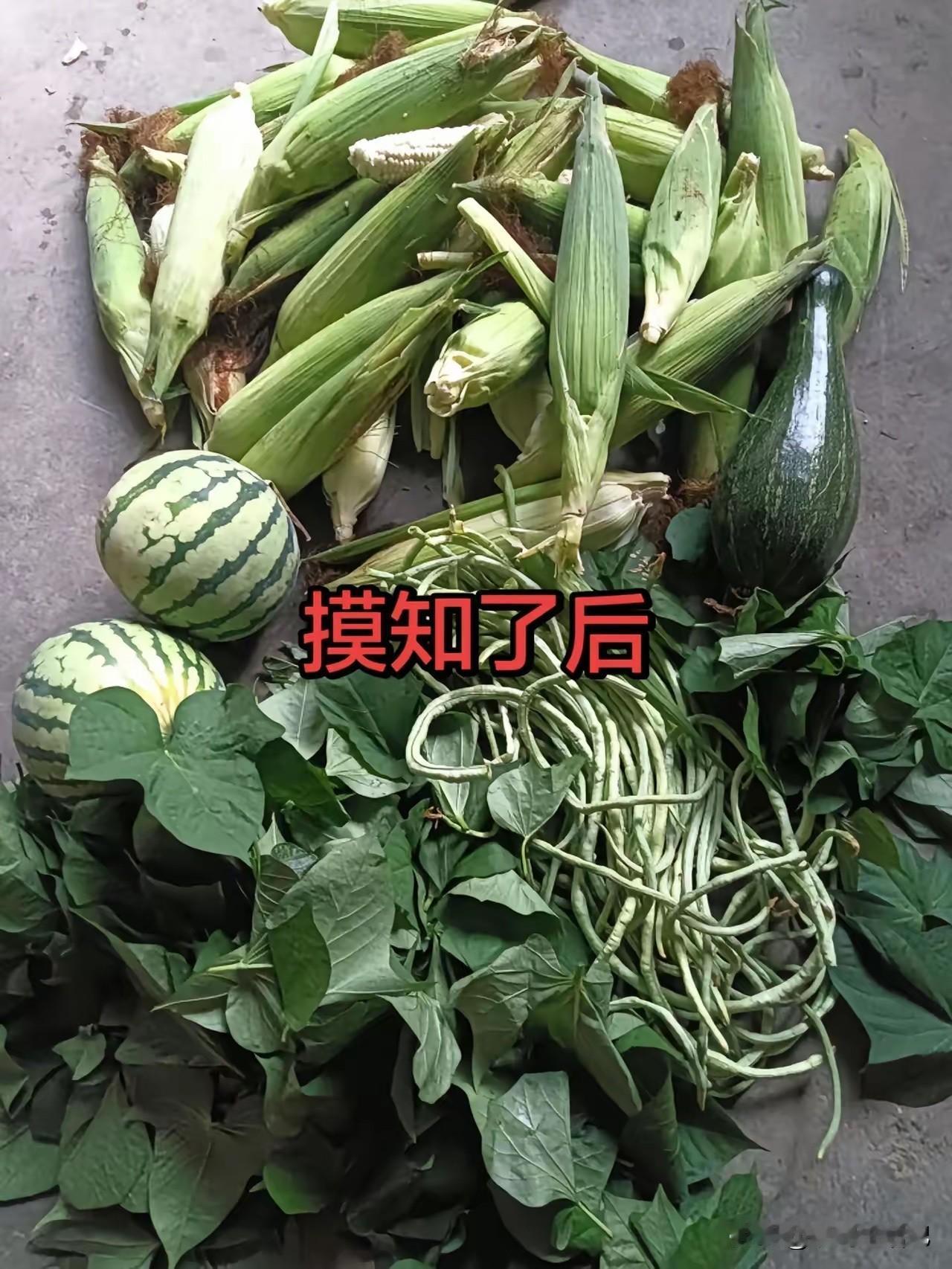 知了没摸到，菜倒是够吃几天了[捂脸哭]