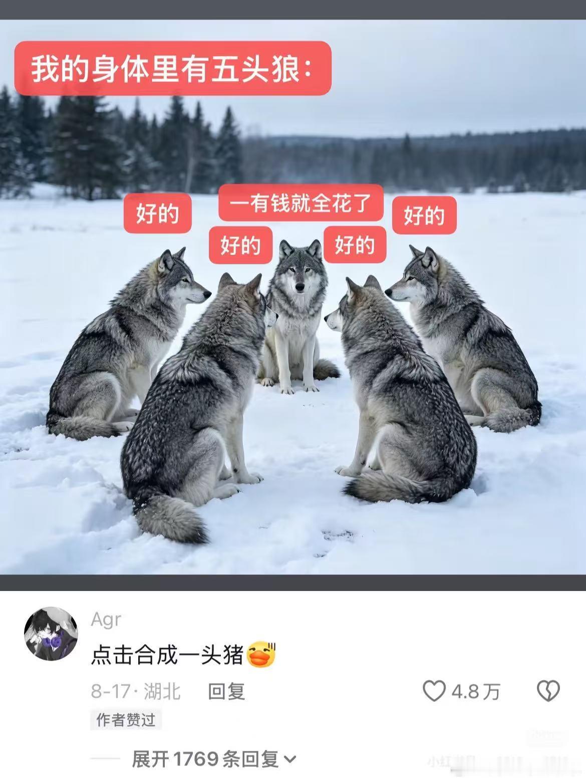 猪萌萌的​​​