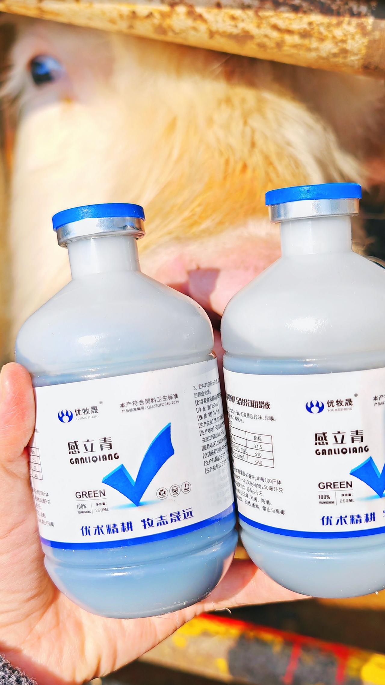 养羊人农村养羊牛羊感冒流鼻涕牛羊养殖