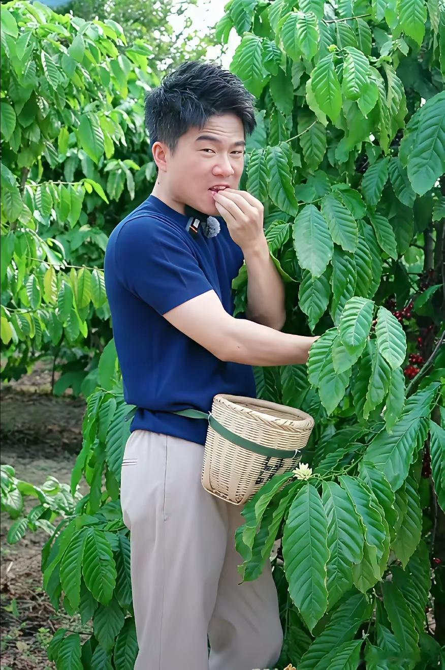 董宇辉下午在宝山庄园，采摘咖啡豆。一时嘴馋忍不住生吃咖啡豆，还热情满满地递给摄影