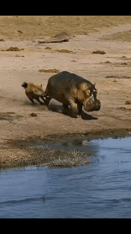 豺狗选错目标，直接成了鳄鱼的佳宴。