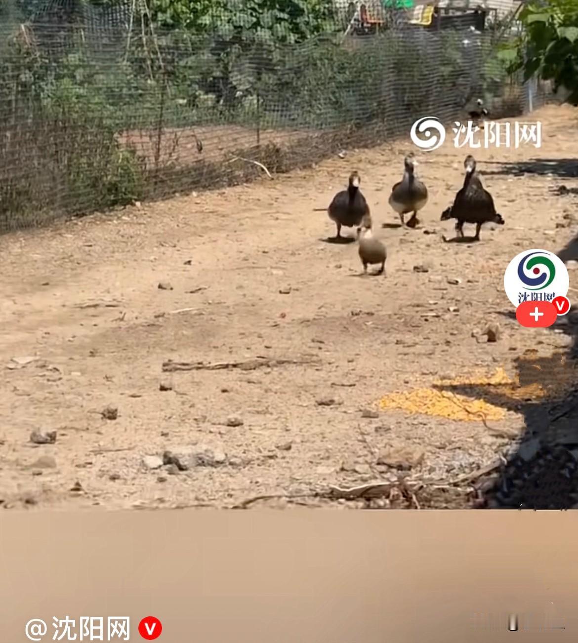 近日，辽宁村头一只呆萌的小鸭子，独自在外面悠闲溜达.玩耍，小步伐慢悠悠的，看着特