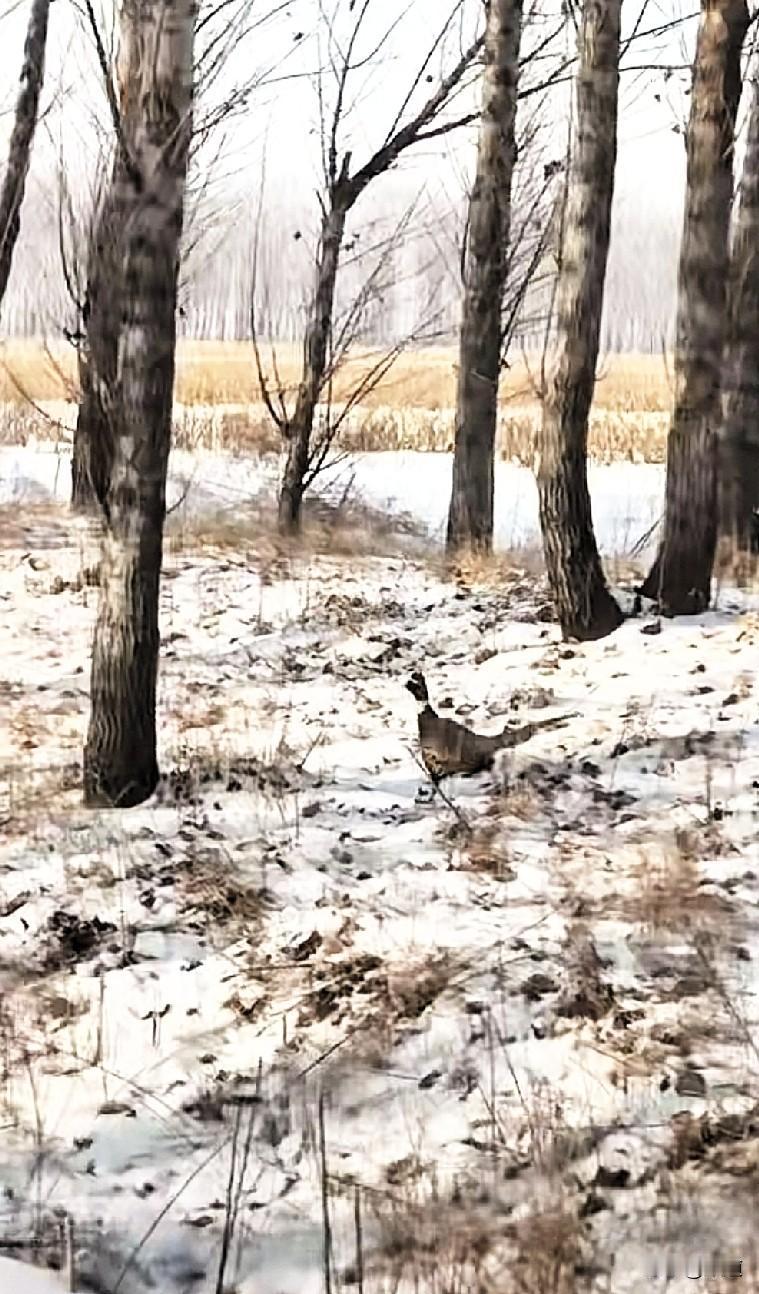 55岁离异大姐，两个孩子，小女儿才14岁。在网上征婚，别人给介绍了一个大他两岁的