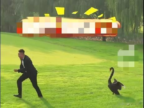 10月26日,山东一对新人在公园里拍婚纱照,遭到一只黑天鹅来“抢亲”,黑天鹅一路