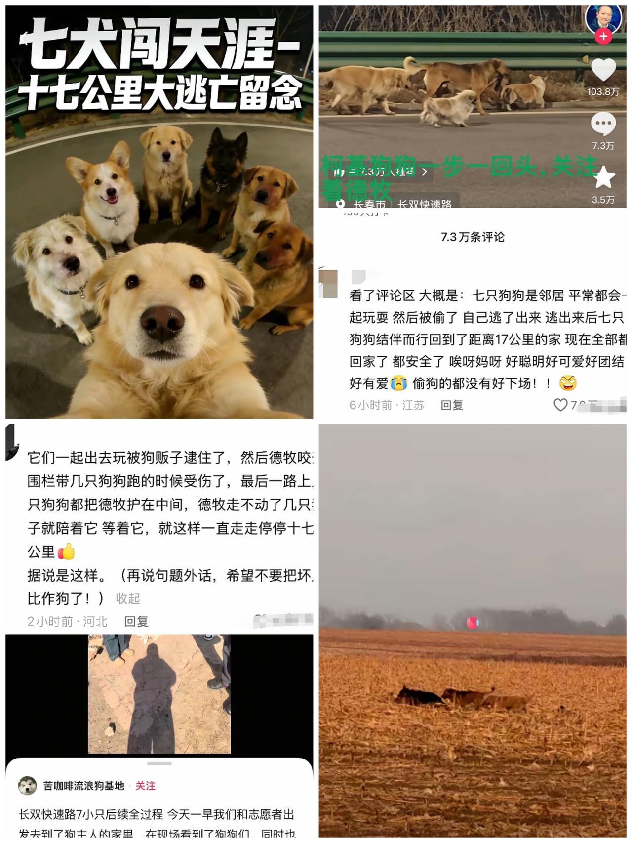 结伴走17公里回家的狗狗里，最让我感动的是那只柯基！它的名字叫大胖，在整个行程中