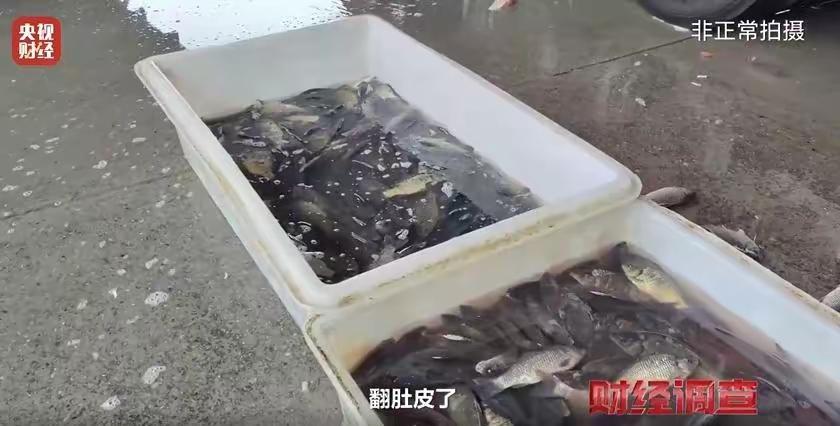 央视曝光“麻醉鱼”黑幕！重庆一市场竟给活鱼灌“三无”药水，市监局紧急介入你敢信