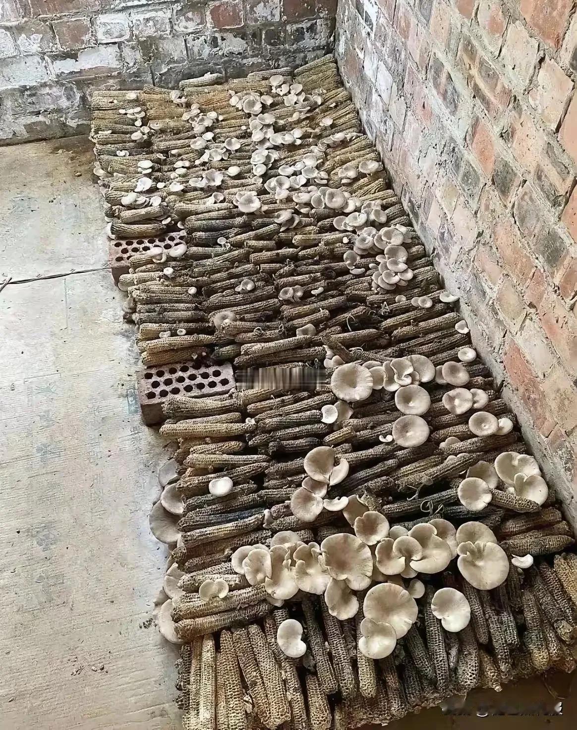 以前把玉米棒直接当柴火烧，现在才知道自己亏大了！老家晒干的玉米棒子，别再乱