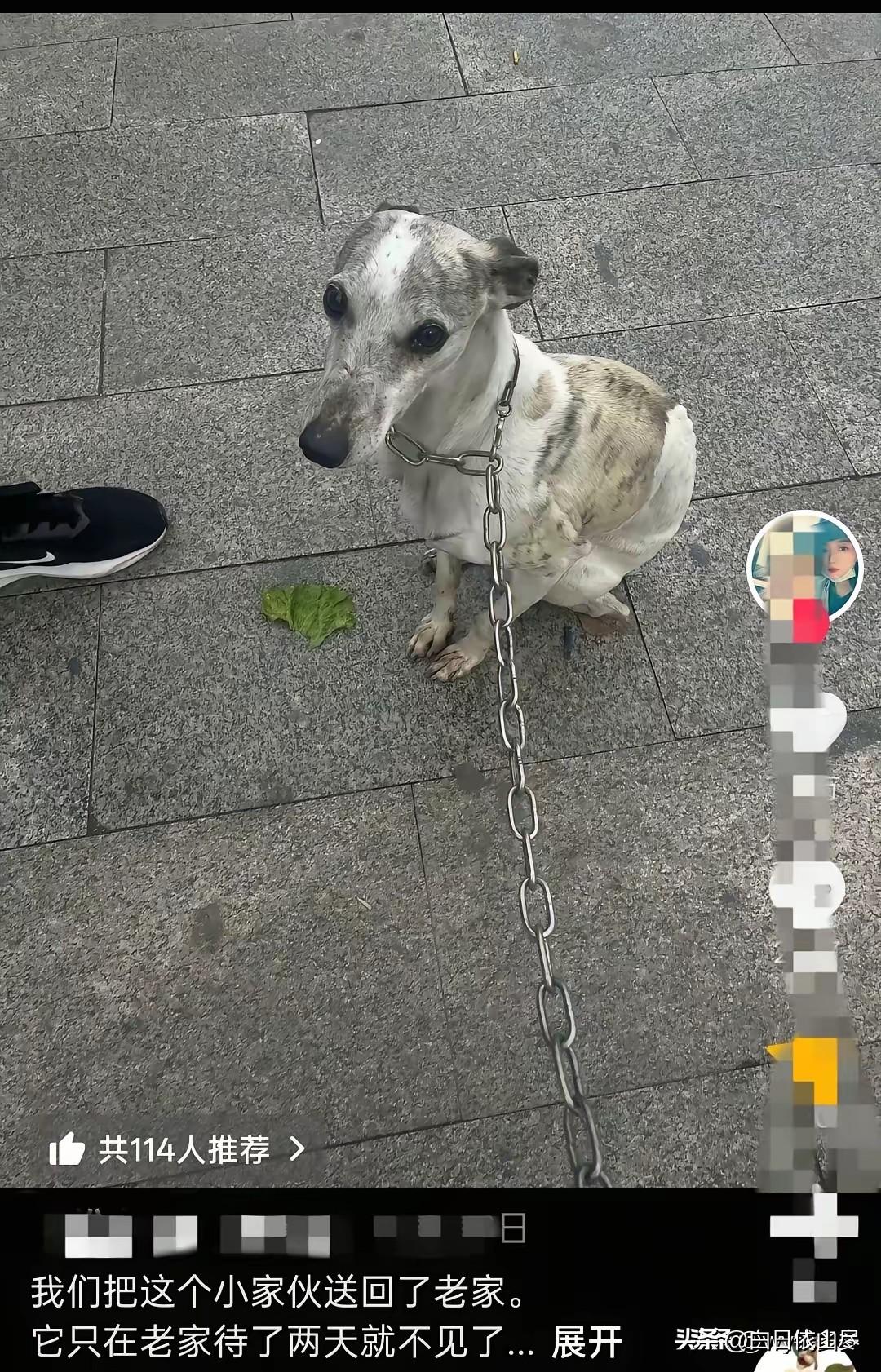 近日，山东一女子把自己养了两年的狗狗送回了老家，可狗狗送到老家后还没两天，家里人