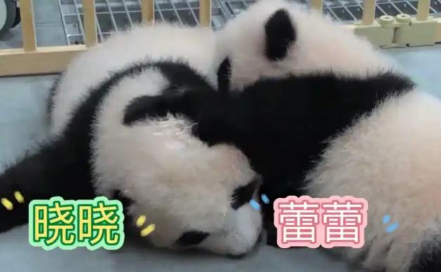 倒反天罡！日本议员对台提议熊猫交流后，中国大陆回应称痴人说梦，但不料台北动物园近