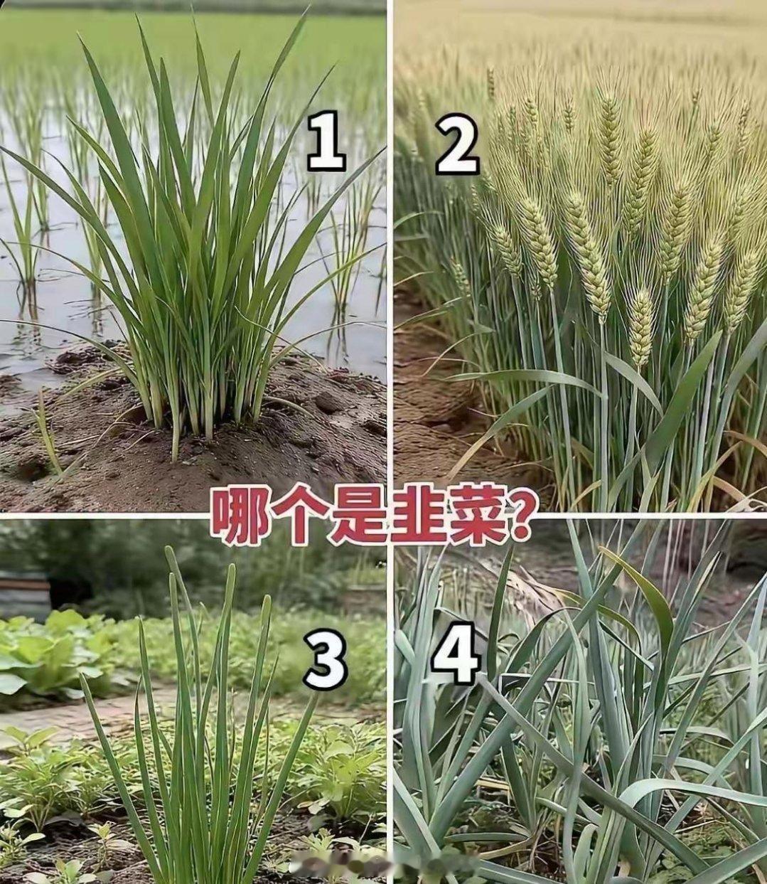 请问哪个是韭菜