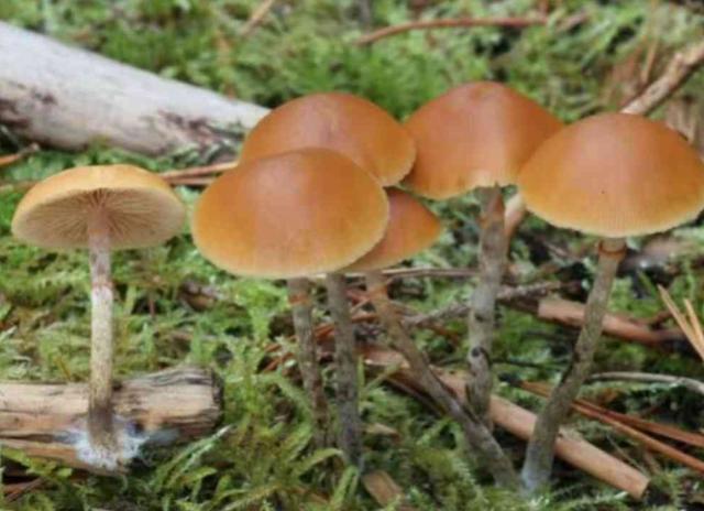在瑞典基律纳市立医院的停车场，四辆挂着中国牌照的轿车已经停了三天。车身上落着