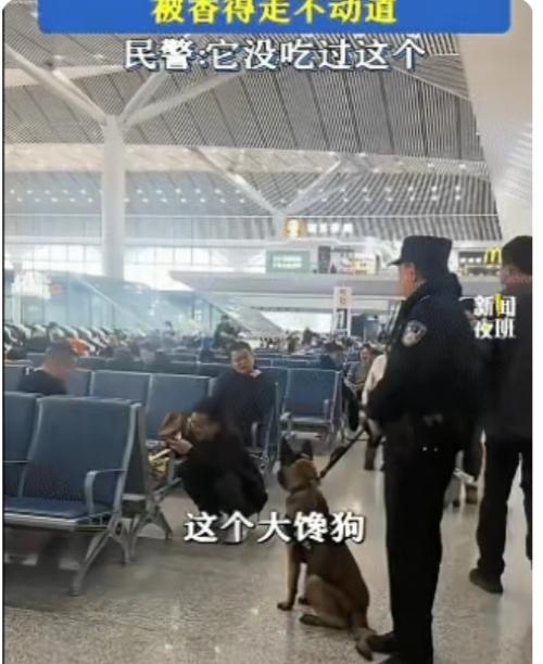 太无语了！四川，执勤警犬工作时，突然停下脚步，民警怎么拉都不动，本以为是发现了情