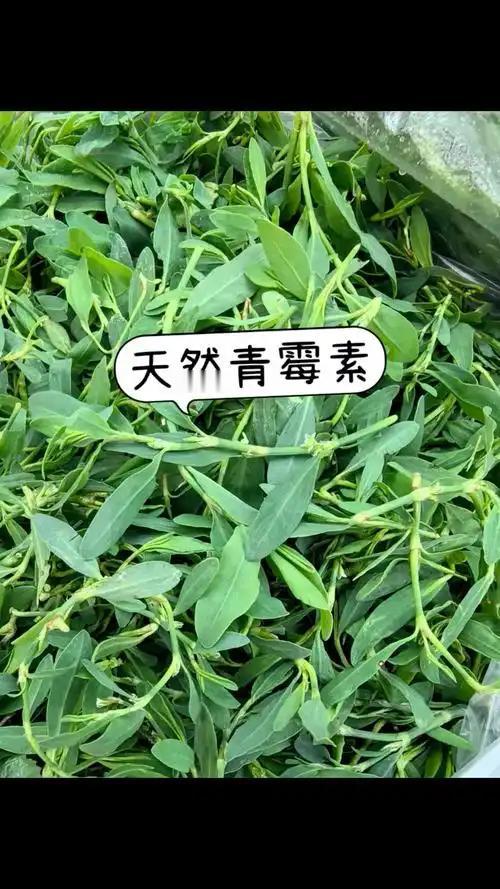 挖到宝了！5种“天然青霉素”蔬菜，冬天常吃，少往医院跑。自带“青霉素”的5种