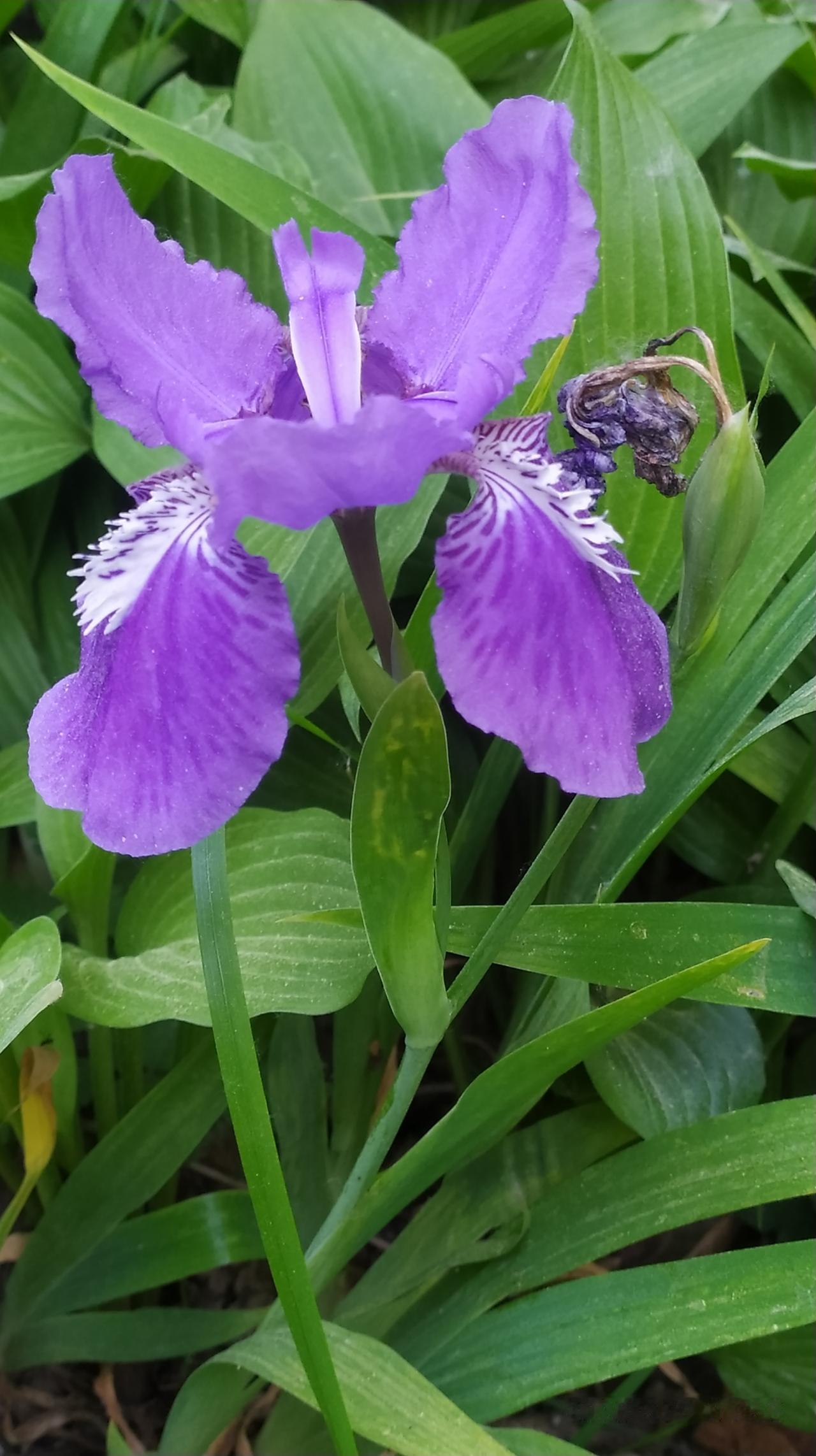 对联飞花令紫蝴蝶出句：吹过此花风带紫（雪浪）