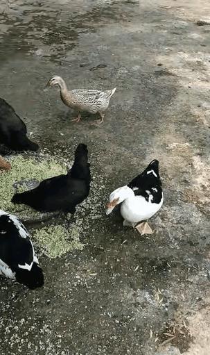 “成精了？”浙江一一位大哥喂家里鸡鸭的时候，偶然瞧见一只格外反常的鸭子，其余家禽