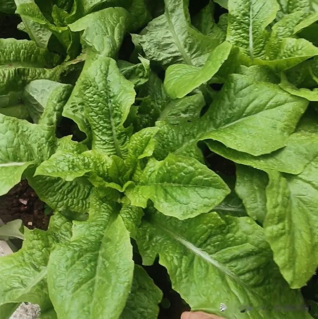 要想莴笋长得又粗又长？记住这4点！1️⃣底肥要足：深翻土地，用腐熟羊粪、