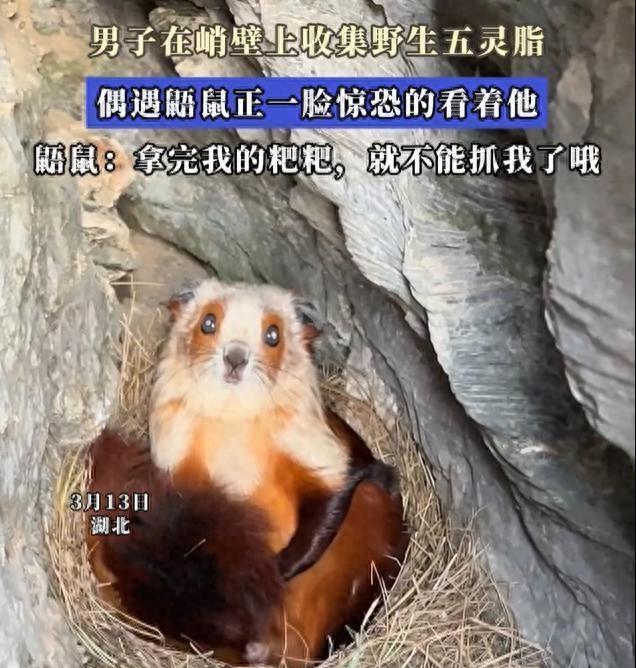 “胆子真大！”3月13日，湖北宜昌，一男子爬悬崖采药偶遇“药材生产商”飞鼠，双方