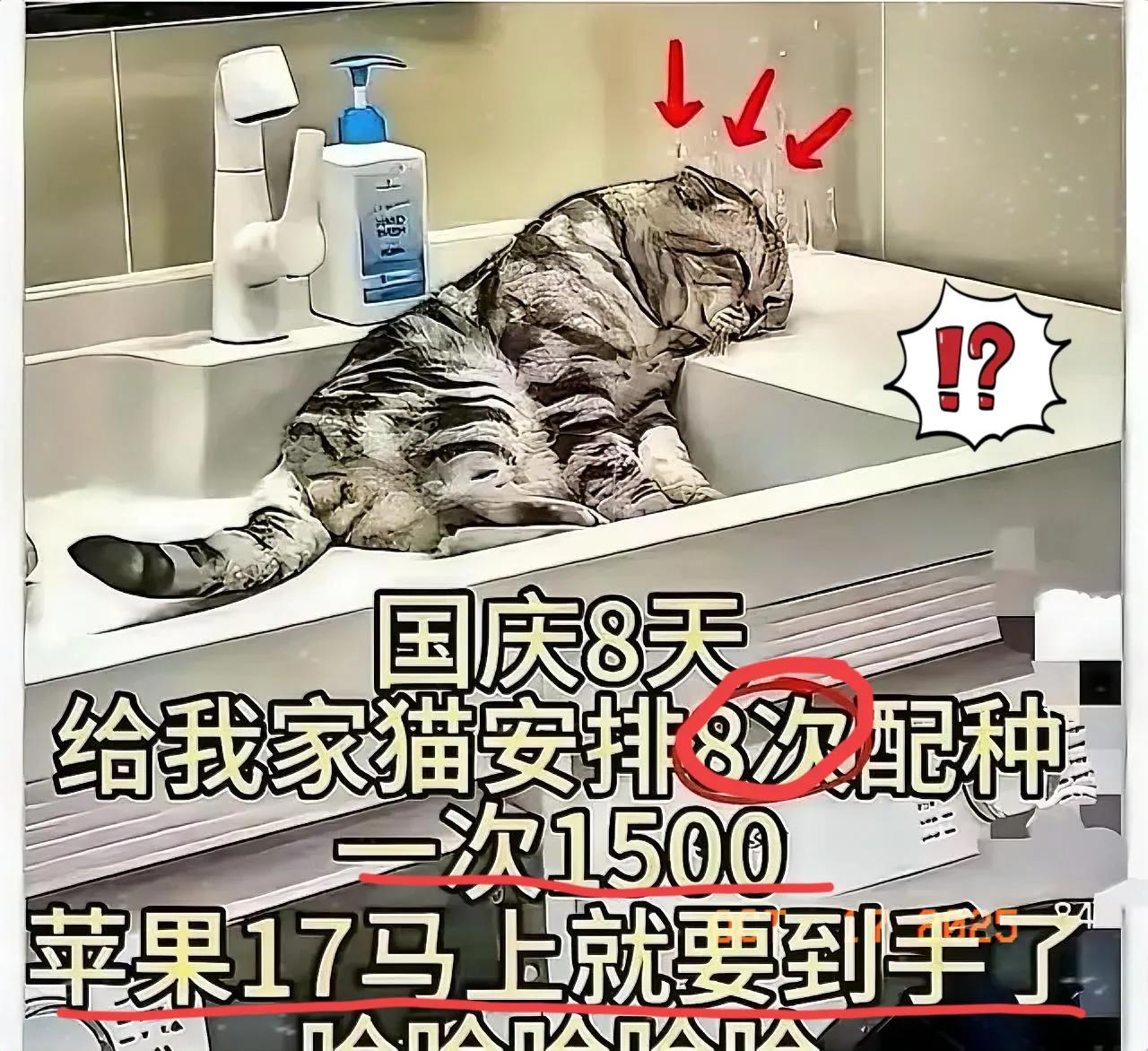 国庆8天配8次种，累趴的猫换来了一部苹果17？这事儿看得人心里发堵，哪是养宠物，