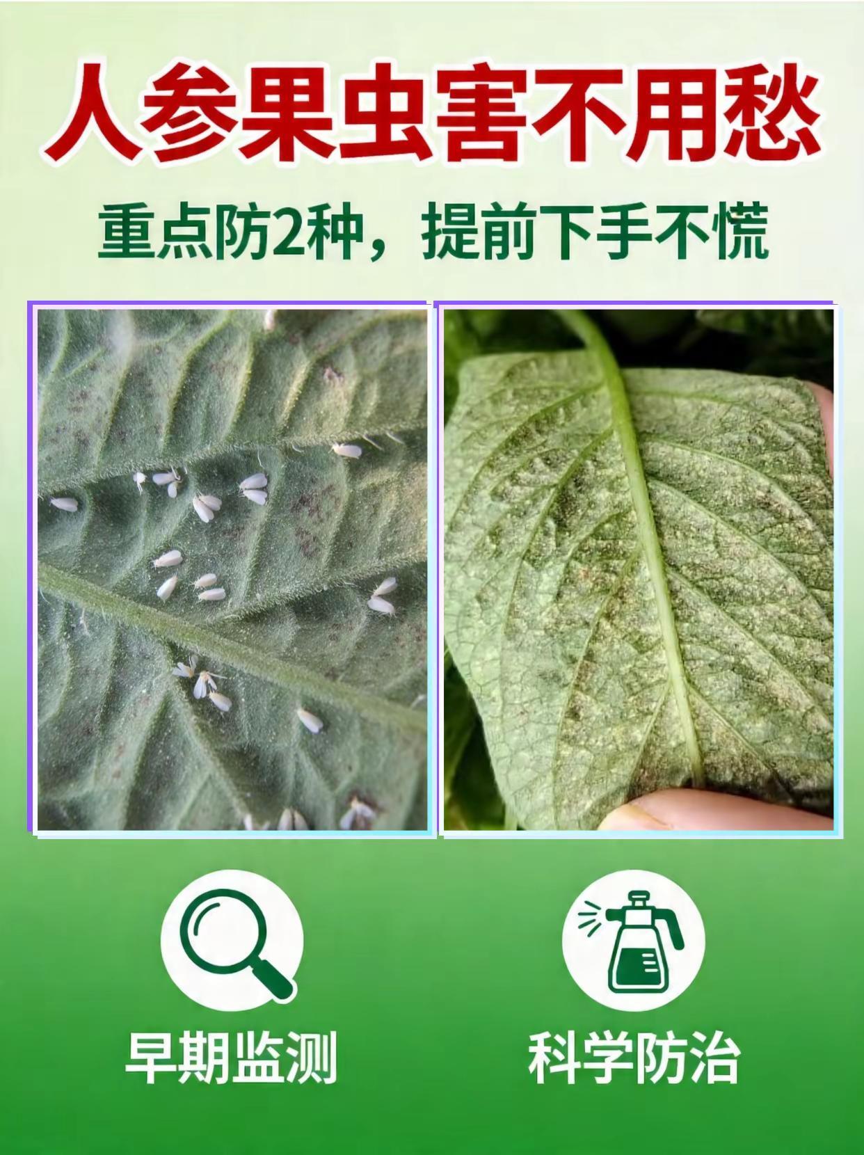 人参果虫害不用愁，重点防治这2种！。人参果种植虫害白粉虱