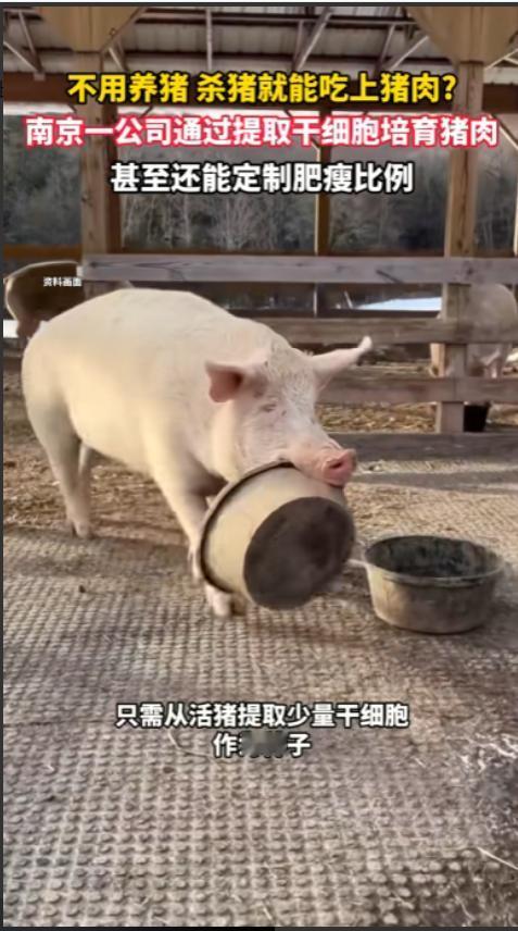 你敢信吗？咱们吃了几千年的猪肉，可能要迎来“不养猪也能吃”的时代了！南京一家科技