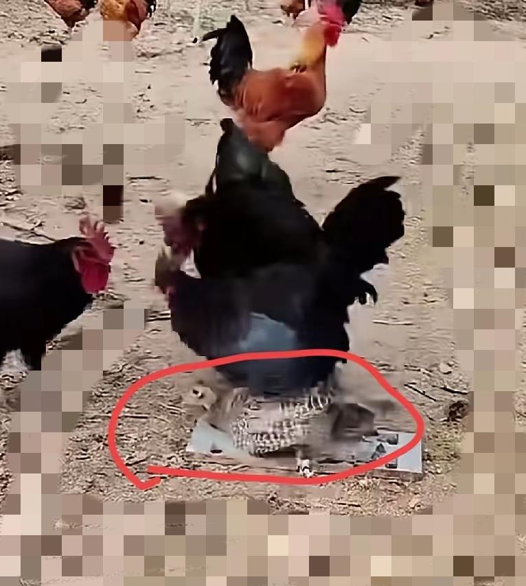 别以为动物世界只有弱肉强食，这场鸡棚里的“霸凌”，藏着最扎心的生存真相！