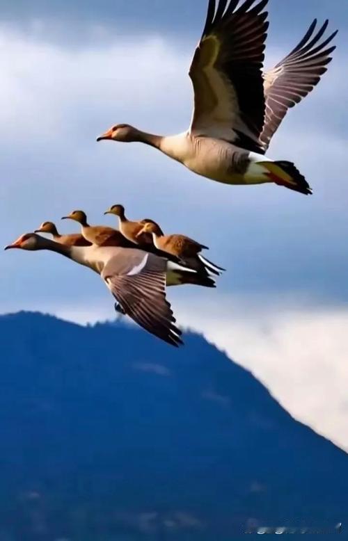 上联：目送云边千里雁，下联：赏遍青山万壑峰，下联：心随天际一行鸿。