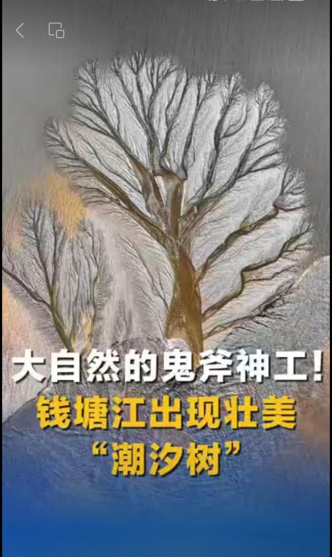 大自然的鬼斧神工！钱塘江出现壮美“潮汐树”愿见者好运（来源：中国新闻网）