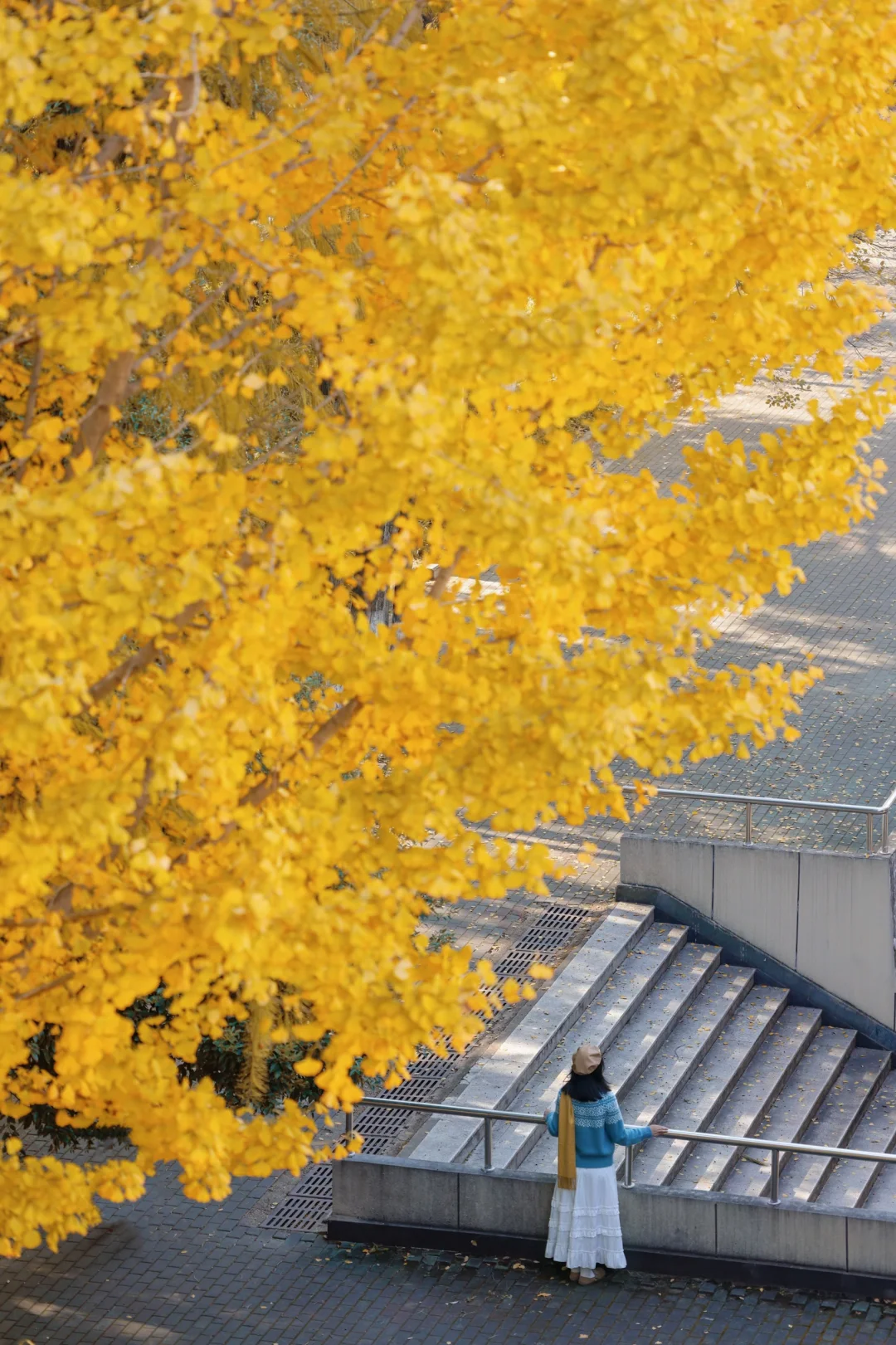 11.24实拍❗️武汉华师银杏黄了80%美疯了
