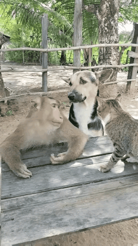 仔细看，我感觉狗狗和猫咪都被猴子管控了，看来动物界也是猴子有手段。
