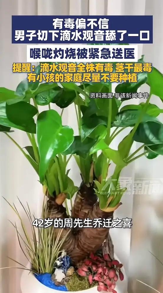 “悲剧还是发生了！”近日，浙江杭州，一男子搬入新家时，收到一盆“滴水观音”的大盆