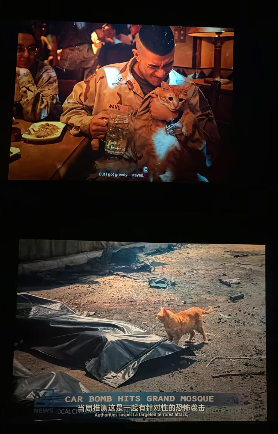 小猫咪是世界上最柔软的生物