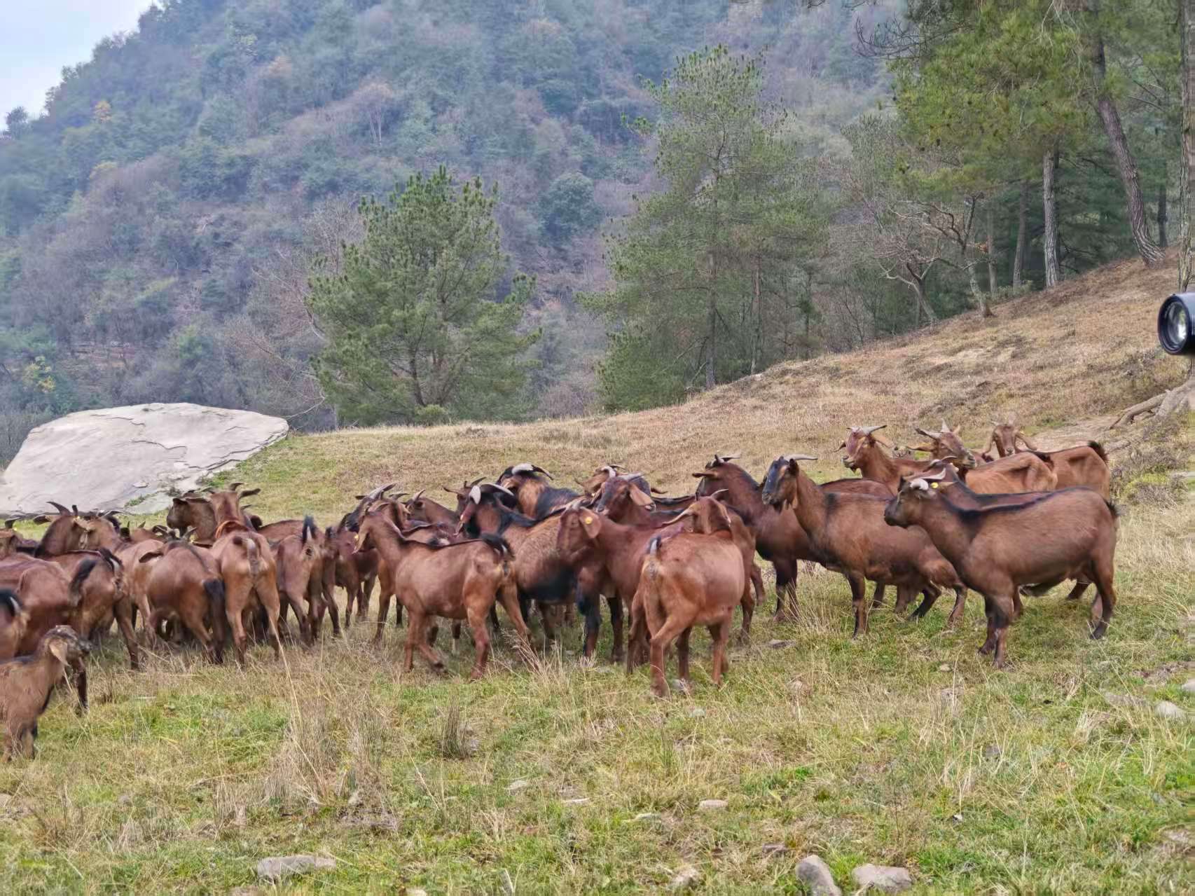 南江黄羊这个养殖的地方选的好，在一座大山里面，直接散养，就像大家喜欢的跑山鸡一样